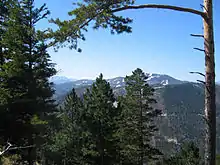 Coniferous forest on the Almeskogel. Right rear: the Unterberg (with ski slopes). Left: the Rax-Schneeberg Group