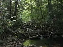 A small stream flows over smooth rocks through lush green vegetation. Sunlight reflects off some leaves while other places are in deep shade.