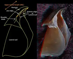 Upper rostral length