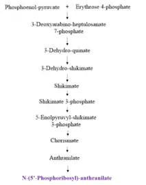 Fig. 2: Upstream* Pathway of Tryptophan Synthesis