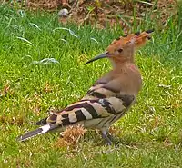 Hoopoe in Israel. The hoopoe is Israel's national bird.