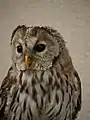 Ural owl