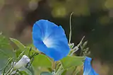 Ipomoea violacea contains ergolines