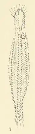 Uroleptus limnetis