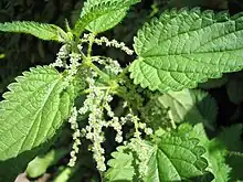 Stinging Nettle