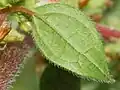 Leaf of Parietaria judaica