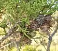 Utah Juniper galls