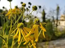 Mature flower heads