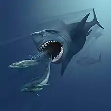 A painting of a megalodon about to eat two small whales. The mouth is open, and two rows of teeth are visible only on the bottom jaw. There are two other sharks in the background.