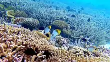 Image 39Coral reefs of the Maldives (from Indian Ocean)