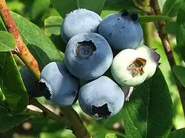 Highbush blueberries