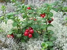 Lingonberry