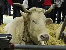 head of a cream-coloured cow with small twisted horns and a pale pink muzzle