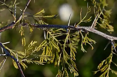 Thorns and leaves