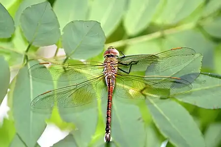 female