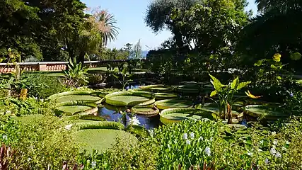 The Victoria amazonica pond in the southernmost point of the garden.