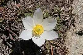 Image 7Grandalla flower, the national symbol (from Andorra)