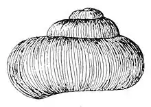 Abapertural view of shell of Valvata sincera