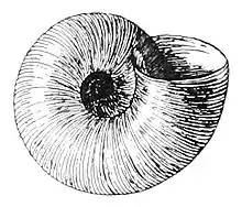 Umbilical view of shell of Valvata sincera