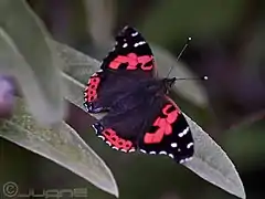 Vanessa vulcania,Canary red admiral