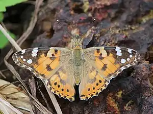 Dorsal view