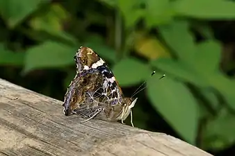 Ventral view