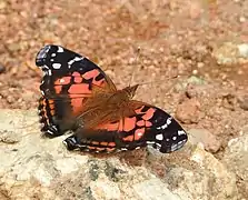 Vanessa myrinna,banded lady