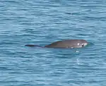 Vaquita