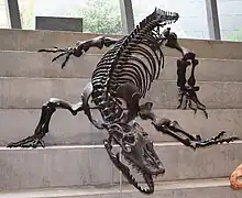 "Megalania" (Varanus priscus), a giant carnivorous goanna of Australia, is the largest known terrestrial lizard; it might have grown to 7 meters long.