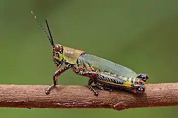 Image 9Zonocerus variegatusPhotograph credit: Charles James SharpZonocerus variegatus, the variegated grasshopper, is a species of grasshopper in the family Pyrgomorphidae native to tropical western and central Africa. It feeds on a wide variety of plant foods and causes damage to crops, particularly cassava, groundnuts and vegetables, as well as transmitting diseases caused by mosaic viruses between plants. This Z. variegatus grasshopper was photographed in the Bobiri Forest in Ghana.More selected pictures