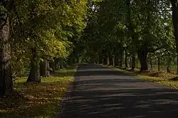 Linden alley on the road entering to Vasula.