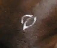 closeup of a white, italic V freeze brand on the hindquarters of a brown horse