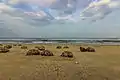 Veerampattinam beach with sea urchins