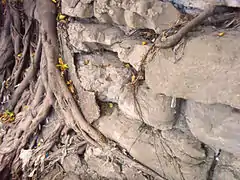 Balete roots among stacks of adobe rocks