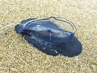 By-the-wind sailor Velella velella washed ashore on sand