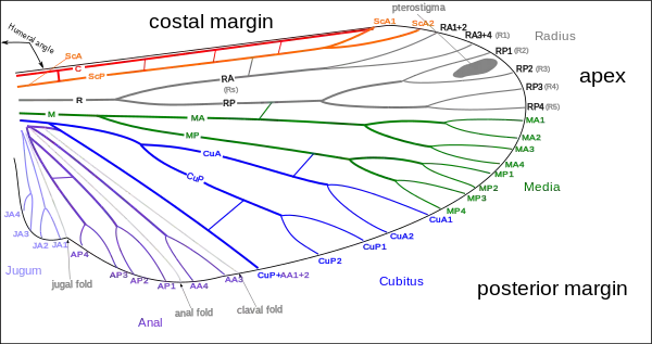 Image 6Venation of insect wings, based on the Comstock-Needham system (from Insect morphology)