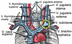 Veins of the neck and chest