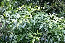 Detail of foliage.