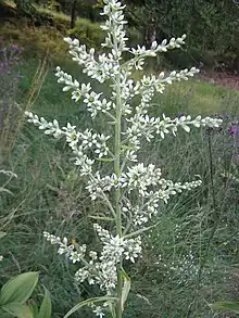 Flowers of Veratrum album