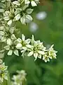 Closeup of flowers