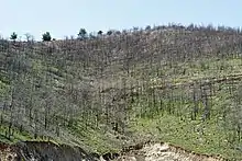 Image 21Burned forest on Thasos (from Forest)