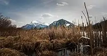 Mount Rundle and Sulphur Mountain as seen from the reeds along the shore of one of the Vermilion Lakes in Banff National Park, Alberta, Canada.