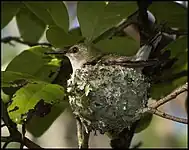 On nest