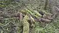 Forest floor in the Hawthorn-forest. Hawthorn outcompetes other plant-life.