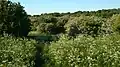 View across Vestereng and the Hawthorn-forest in May.