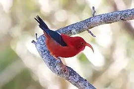 ʻIʻiwi (Drepanis coccinea), a Hawaiian honeycreeper