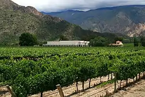 A winery set between vineyards and mountains