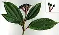 Viburnum davidii foliage and fruit