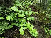 Viburnum lantanoides in mixed northern forest of Picea rubens (red spruce) and Betula alleghaniensis (yellow birch). Fundy National Park, New Brunswick, Canada.