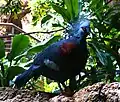 Victoria crowned pigeon at Central Park Zoo, NYC, New York